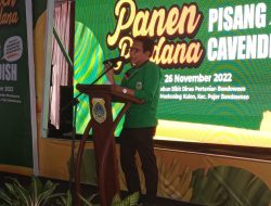 Panen Perdana Pisang Vavendish di Kab. Bondowoso