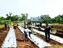 Sinergi dengan Pemkab, Kodim Bojonegoro dan Koramil Jajaran Tanam Cabai Secara Serentak&nbsp;