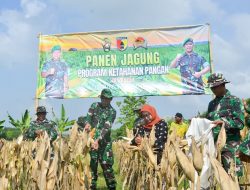 Perkuat Ketahanan Pangan, Kodim Bojonegoro Panen Raya Jagung