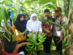 Panen Perdana Pisang Cavendish di Desa Kalianget Barat Wakil Bupati Mengapresiasi