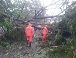BPBD Bojonegoro Sigap Tangani Pohon Tumbang dan Beri Bantuan Warga Terdampak