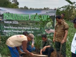 Perhutani Lawu Ds Tanam Tanaman Ribuan MUK Jenis Jeruk Keprok