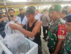 Tim Gabungan TNI-POLRI dan Syahbandar Melakukan Penangkapan Mobil Pikep Pengangkut Terumbu Karang yang Dilindungi