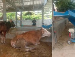 Kelompok Ternak Sumber Jaya Dapat Bantuan Kandang Sapi dan Mesin Penghancur Rumput dari Dinas Perikanan dan Peternakan Situbondo
