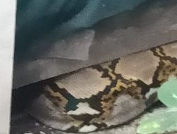 Lihat Ular Pyton Sepanjan 3 Meter Dirumahnya, Solikhan Warga Jati Sidoarjo Langsung Lapor Call Center 112