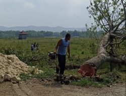 Penebangan Pohon Untuk Pelebaran Halaman Sendang Hasil Musyawarah