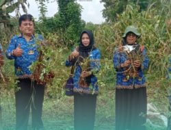 DKPP Bojonegoro dan Gapoktan Panen Kacang dengan Sistem Biosaka, Kembalikan Kesuburan Tanah