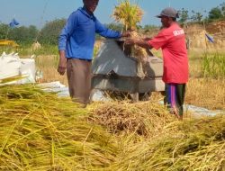 Lahan  Bekas Galian di Desa Sumberjo Trucuk Menjadi Lahan Pertanian