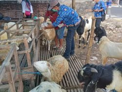 Jelang Idul Adha, Pemkab Bojonegoro Pastikan Hewan Kurban Kondisi Sehat 