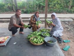 Manfaatkan Dana Desa, Pemdes Kali Cinta Laksanakan Program Budidaya Terong