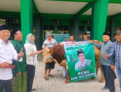 Momen Idul Adha, Gus Muhaimin Serahkan Hewan Qurban Sapi Kepada PCNU Kabupaten Mojokerto