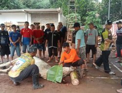 Puluhan Hewan Dikorbankan di Padepokan PSHT Kawah Condrodimuko Ranting Wuluhan Cabang Jember Pusat Madiun