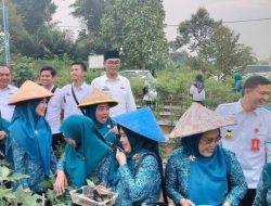 Waka TP-PKK Lampura Hadiri Pengajian Rutun dan Panen Cabai Bersama di Desa Pengaringan