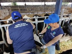 Disnak Provinsi Jawa Timur Gelar Vaksinasi PMK Massal Sapi Perah Pujon