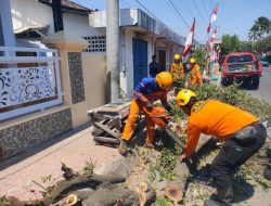 BPBD Bondowoso Gerak Cepat Atasi Pohon Tumbang