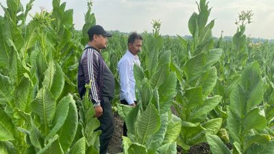 Dapat Bantuan Benih dan Pupuk dari Pemkab Bojonegoro, Petani Tembakau Sumringah Panen Bagus 