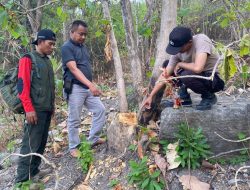 Pelaku Ilegal Logging Berhasil di Ringkus Tim Gabungan Perhutani dan Polsek Klabang