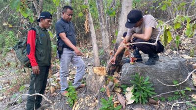 Pelaku Ilegal Logging Berhasil di Ringkus Tim Gabungan Perhutani dan Polsek Klabang