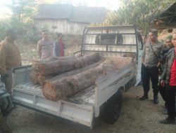 Operasi Senyap Gabungan RPH Bayeman dan Polsek Arjasa, Berhasil Amankan Barang Bukti Ilegal Loging