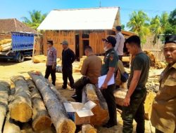 Petugas Gabungan Perhutani KPH Banyuwangi Selatan Amankan Kayu Jati Hasil Illegal Logging