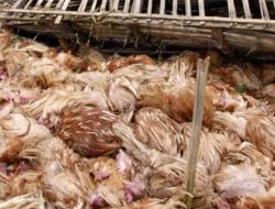 Ratusan Unggas Mati Mendadak di Sidoarjo