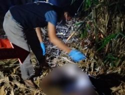 Penemuan Mayat di Rumpun Bambu Dusun 6 Cahaya Mas Kabupaten Lampung Utara