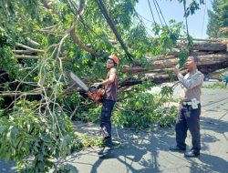 Polisi Sidoarjo Bersama Petugas BPBD Serta Warga Evakuasi Pohon Tumbang