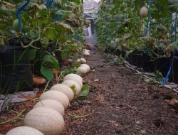 Buat Greenhouse, Pemuda Bojonegoro Ini Sukses Budi Daya Melon dengan Smart Farming 