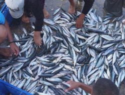 Kepala Cabang PT Perinus Diduga Kuat Korupsi Pengadaan Bahan Baku Ikan Tenggiri