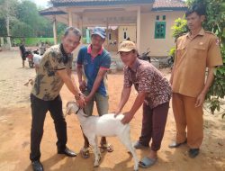 Pemdes Labuhan Ratu Kampung, Hibah 8 Ekor Kambing Kepada Peternak