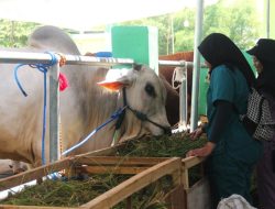 28 Peternak Bojonegoro Antusias Membawa Sapinya ke Kontes Ternak, Berharap Makin Termotivasi  