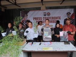 Polres Jember Berhasil Ungkap Tanaman Ganja Dirumah Warga, Bupati Berikan Apresiasi