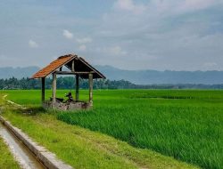 Imbas Tol Kediri-Tulungagung, Lahan Pertanian Pengganti Sulit Ditemukan