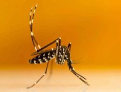 Mampu Cegah Demam Berdarah, Kenali Nyamuk Wolbachia