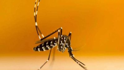 Mampu Cegah Demam Berdarah, Kenali Nyamuk Wolbachia