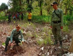 Muspika Kecamatan Ambulu Bersama Masyarakat Gelar Penanaman Bibit Jati dan Durian