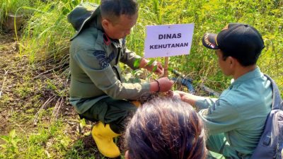 Perhutani Bersama Kodim 0802 Lakukan Penanaman 500 Pohon Bibit Buah di Ponorogo