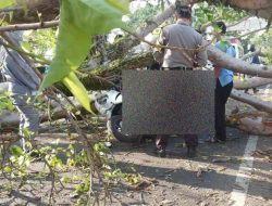 Dua Orang Asal Bojonegoro Tewas Tertimpa Pohon Mahoni di Malang