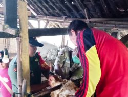 Babinsa Koramil Kapas Bojonegoro, Dampingi Petugas Berikan Vaksinasi dan Vitamin Hewan Ternak