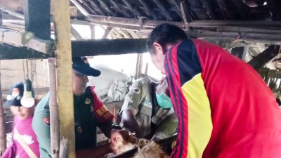 Babinsa Koramil Kapas Bojonegoro, Dampingi Petugas Berikan Vaksinasi dan Vitamin Hewan Ternak