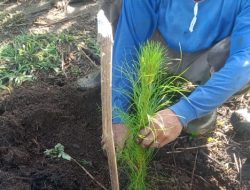 BKPH Wonosari Beserta Jajarannya Melaksanakan Giat Penanaman Bibit Pohon Pinus di Petak 78E-3