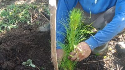 BKPH Wonosari Beserta Jajarannya Melaksanakan Giat Penanaman Bibit Pohon Pinus di Petak 78E-3