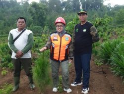 Perhutani Divre Jatim Melakukan Pemeriksaan Langsung ke Lokasi Tanaman Pinus di Wilayah Perhutani KPH Bondowoso