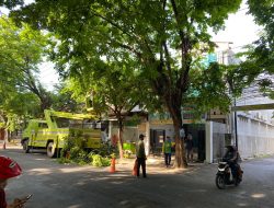 Musim Penghujan, Pemkab Lamongan Intensif Rampingkan Pohon