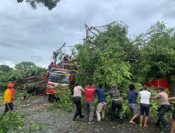 Polres Wonogiri Bantu Evakuasi Pohon Tumbang di Jalan Raya Ngadirojo-Wonogiri
