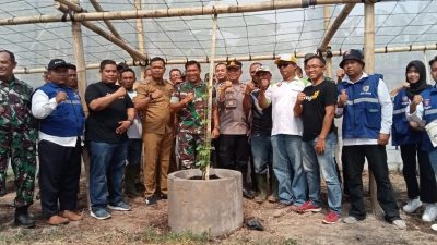 Kades Lojejer dan Dandim 0824 Jember Tanam Bibit Anggur Jenis Import