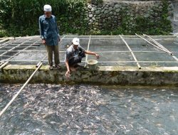 Tilapia Indonesia Dobrak Pasar Internasional