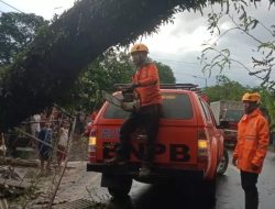 Akibat Angin Kencang 3 Pohon Tumbang dan Puluhan Rumah Warga di Bondowoso Rusak 