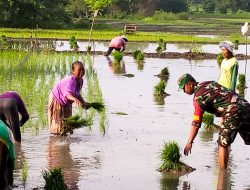 Dukung Hanpangan, Babinsa Koramil Purwosari Bojonegoro bantu Petani Tanam Padi