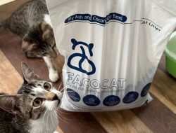 Pasir Kucing Ramah Lingkungan, Inovasi Mahasiswa ITS